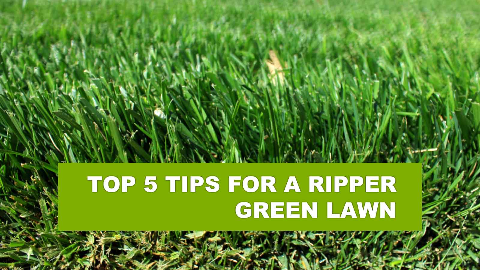 Top 5 tips for a ripper green lawn | AJ Products